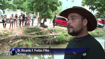 Caimanes en favela de Río de Janeiro