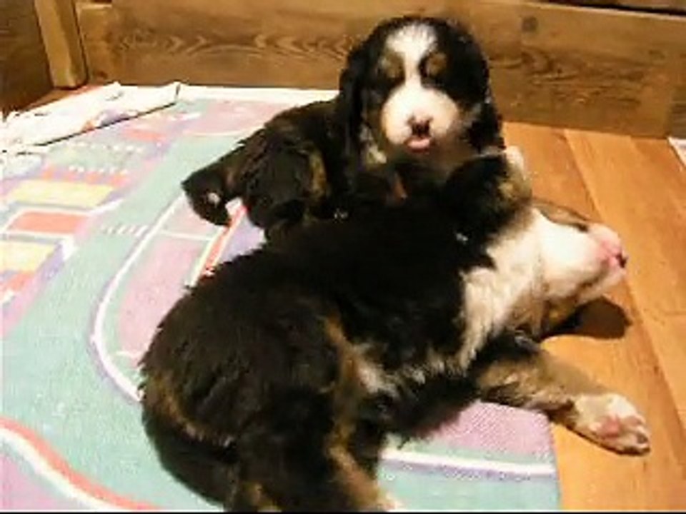 29 janv Lily Rose et femelle verte