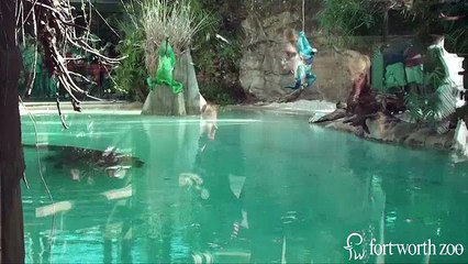 Cocodrilo adivina ganador del Super Bowl