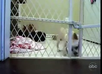 bhot hi furti mari dekho is dog ne....haha