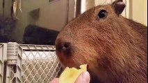 JoeJoe the capybara munches on an apple