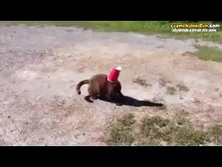 Zor Durumdaki Kedinin Yardımına Koşan Köpek