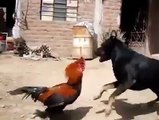 Dog vs Cock