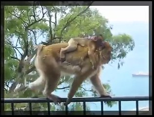 Funny Video 2015 - Monkay Snatch The Ice Cream From Women