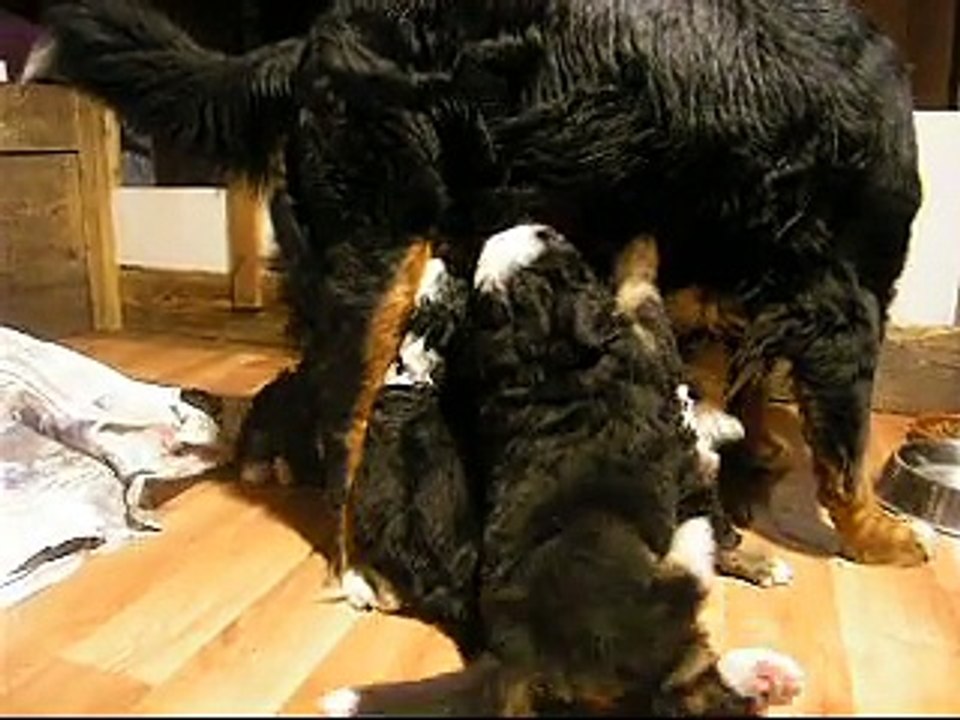 29 janv la tétée debout