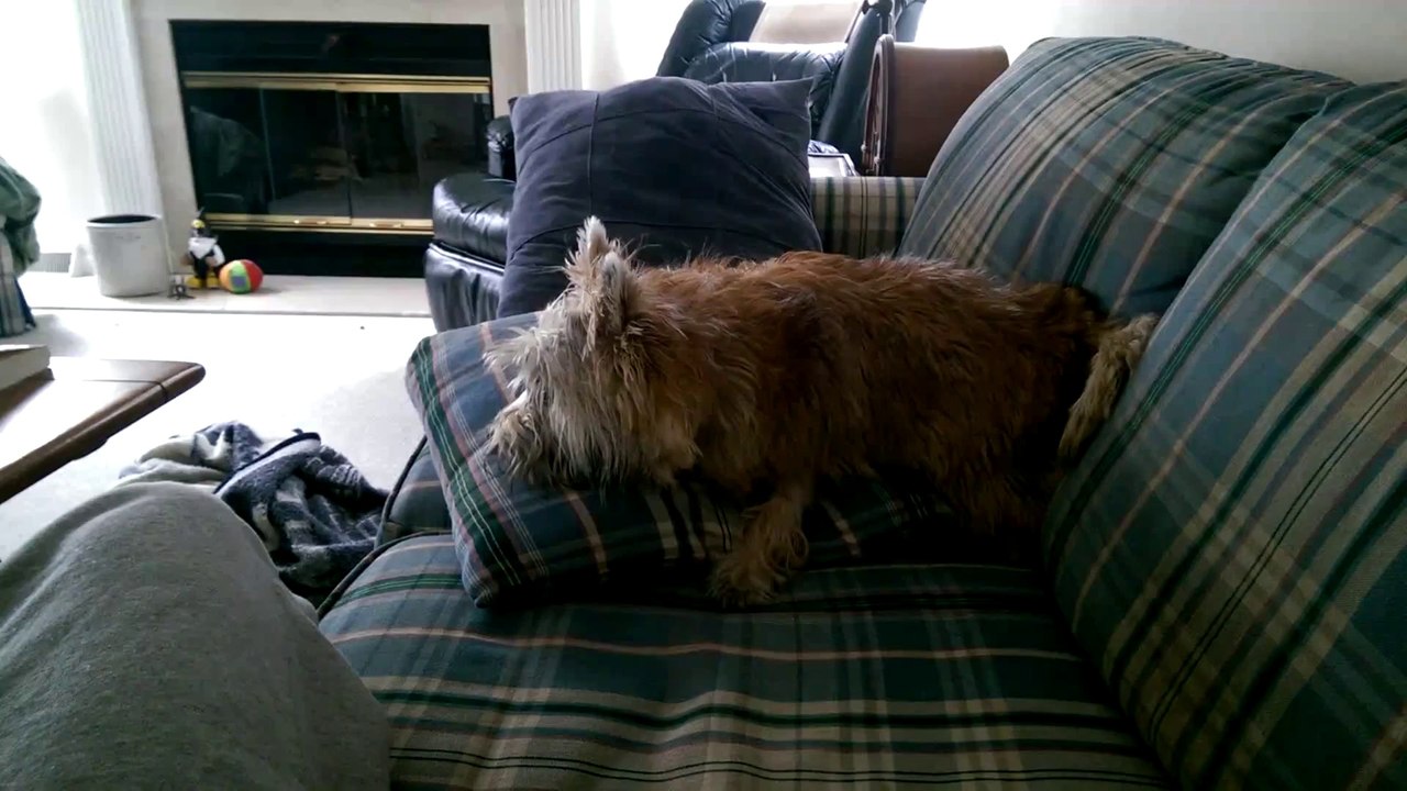 This dog really hates fart noises