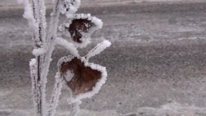 Soğuktan Ağaçlar Buz Tuttu