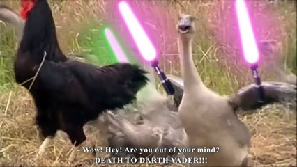 JEDI GEESE (les oies jedi)