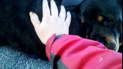 Sevginin inanılmaz gücü, Ölen kardeşinin başından ayrılmayan köpek