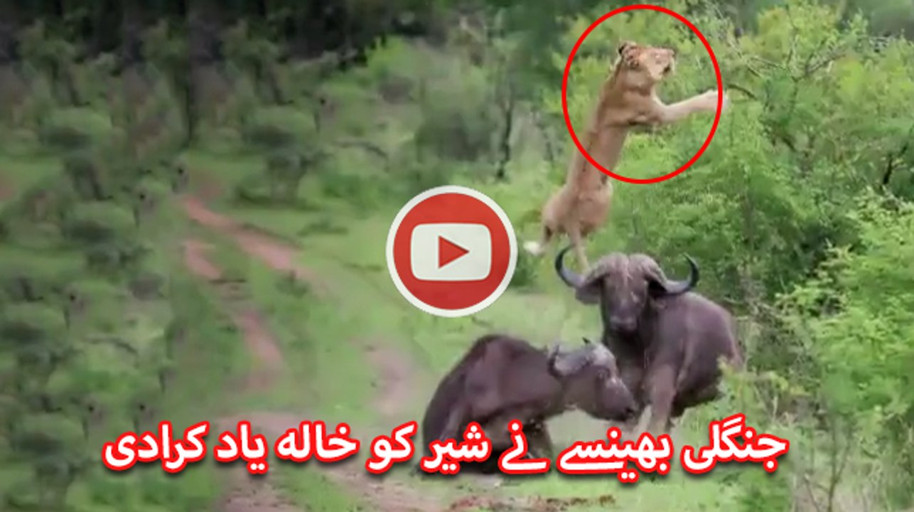 Buffalo vs lion