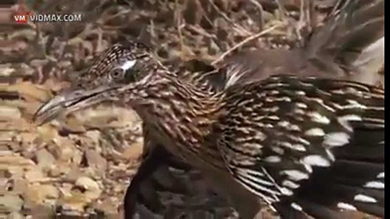 طائر يأكل ثعبان