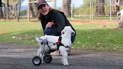 Being able to walk to the joy of the tiny lamb