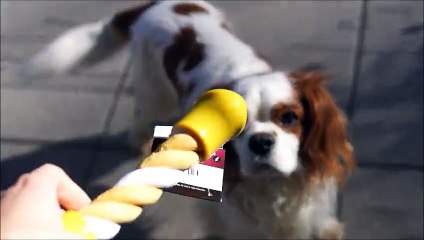 Test jouet corde chien