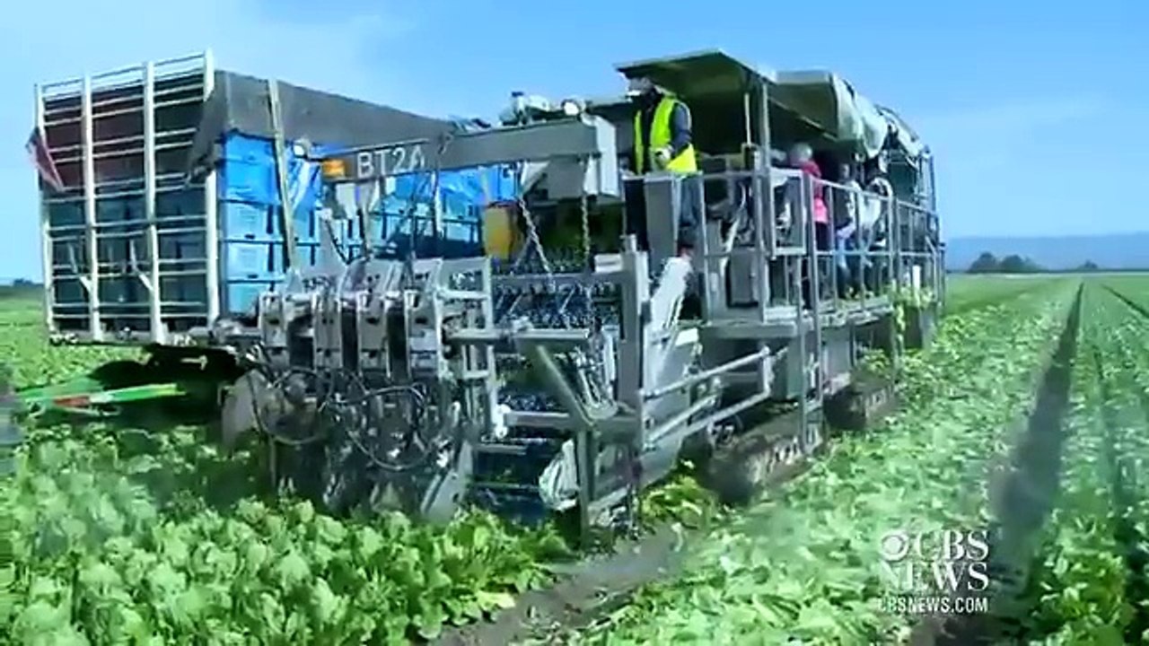 High tech lettuce harvesting