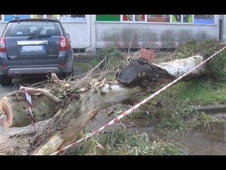 Maltempo in Campania - Pino cade su maestra, a Torre del Greco scuole chiuse (30.01.15)