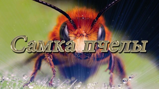 Вафа Мамедова - Самка пчелы