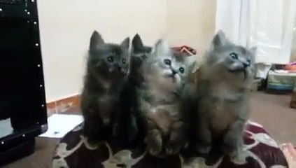 VID-20150128-WA0000.mp4