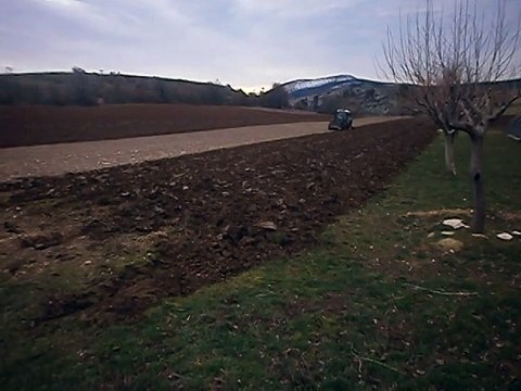 brebis et labour 001