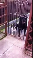 Un chien répond Hello