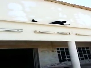 The Pigeon Win!!! lolMore Amazing Article , Please Visit http://buzzlife.com.tw/