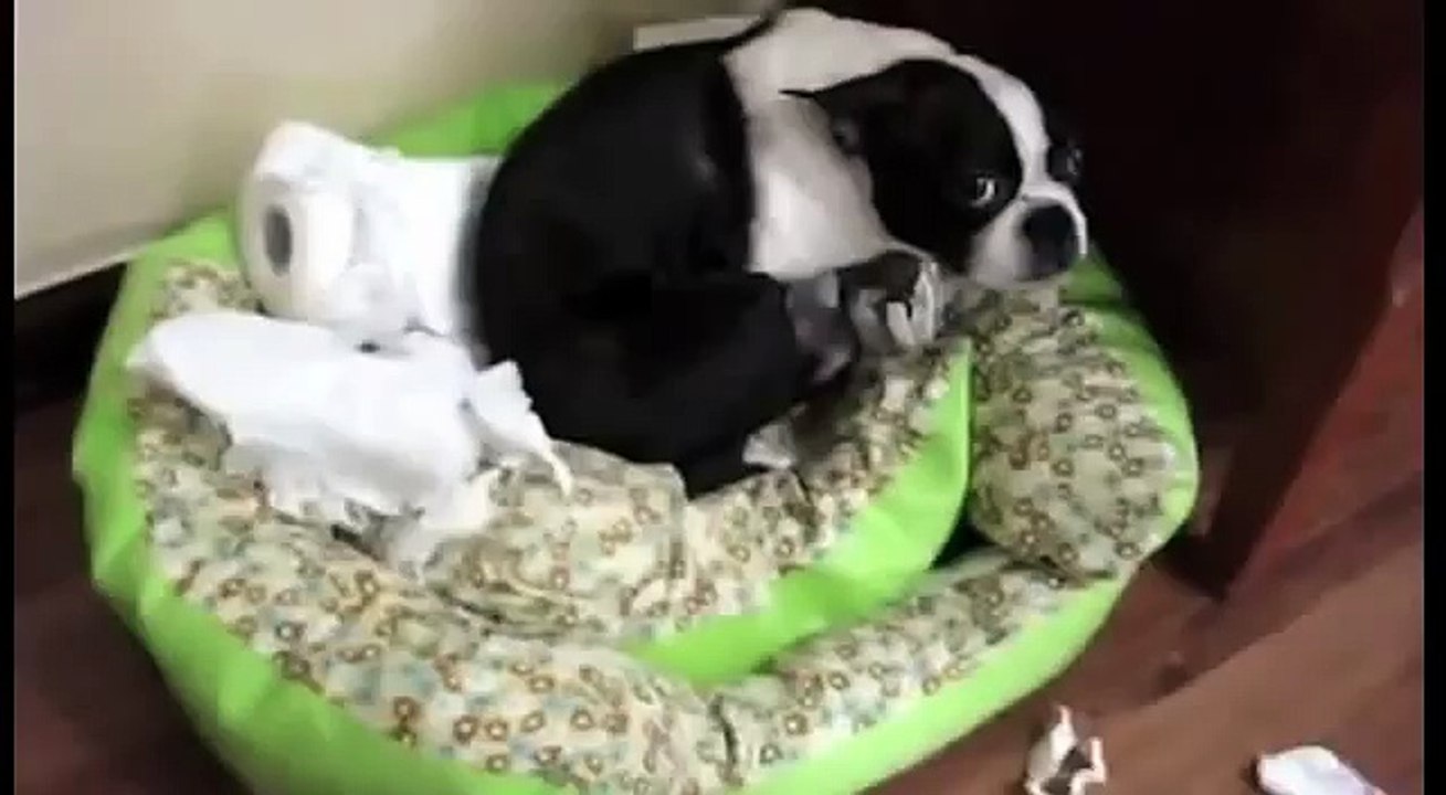 Top 10 des chiens coupables