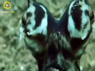 The Indonesian Mimic Octopus