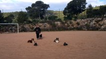 Dressage canin la ciotat 13 Obéissance canine la ciotat toutoucool13