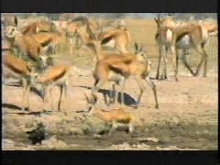 Roar Lions Of the Kalahari Trailer