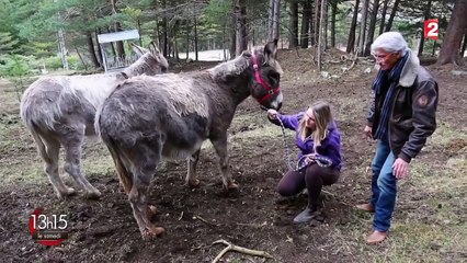 Guérisseurs : "L'homme qui parle à l'oreille des ânes"