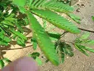 Mimosa Pudica