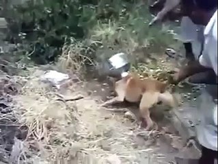 Dog inserted head in pot in India .. funny video