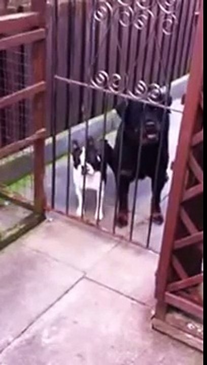 Un chien dit Hello à un humain d'une drôle de façon