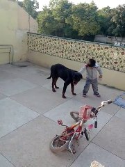 Funny Video (Brave child plying with dog)
