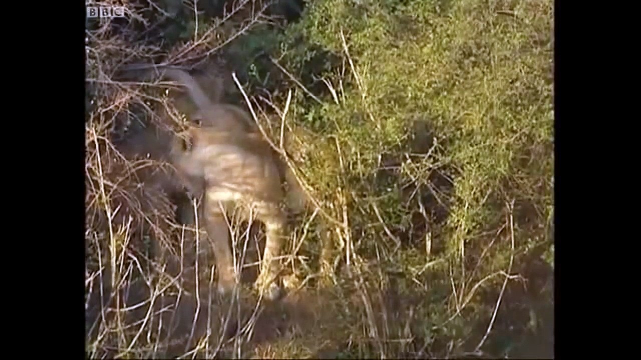 Animals Documentary National Geographic: Animals/Wildlife/Nature (Documentary) #10