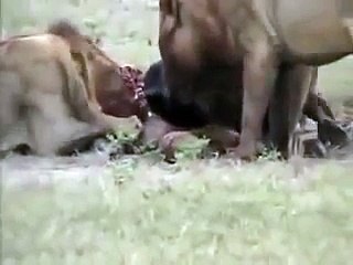LEONES VS HIENAS