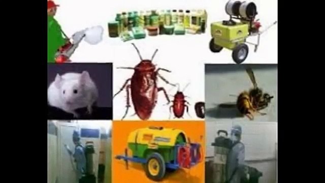 شركة مكافحة حشرات بجازان 0567994901مكافحة النمل الابيض بجازان