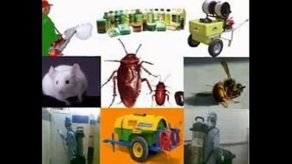 شركة مكافحة حشرات بجازان 0567994901مكافحة النمل الابيض بجازان