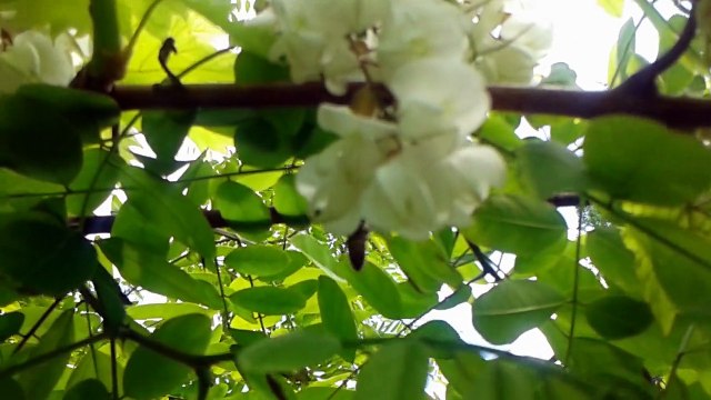 Abeilles dans les acacias