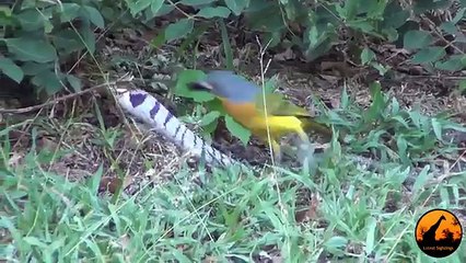 Bird vs Snake - 26 April 2013 - Latest Sightings