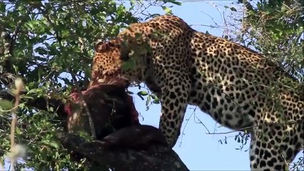 Fünf Leoparden tötet vier Warzenschwein Cinq léopard Tués quatre Phacochère