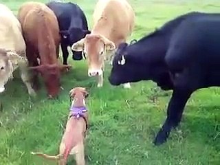 Cows vs. puppy - Animals Australia _ Facebook