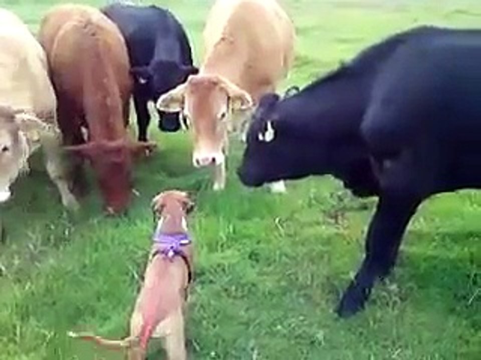 Cows vs. puppy - Animals Australia _ Facebook
