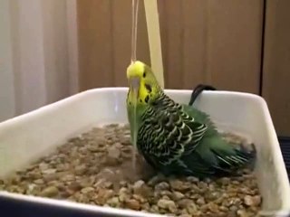 Discover the Amazing World of Laughter 😄