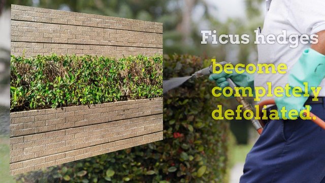 White Fly Pest Control