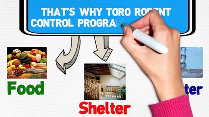 The RatMan: Rodent Control Service in FL & NY