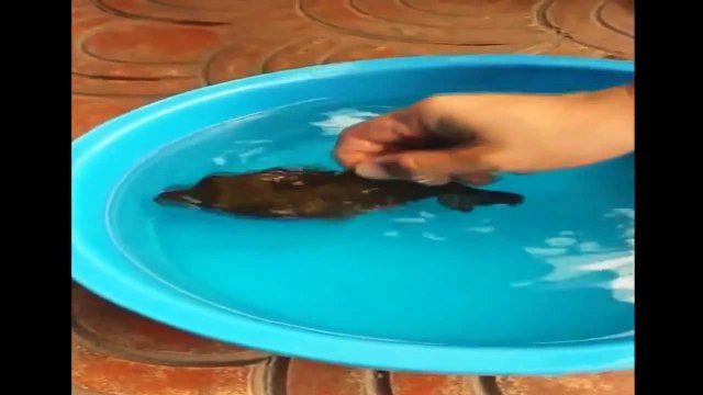 عجائب وغرائب,السمكة المنتفخة لن تصدق ما ستشاهذه,سبحان الله - from YouTube