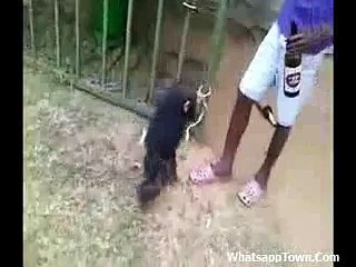 Small Monkey Drinking Beer