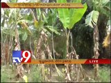 Wild elephants enter human habitation, destroy crops in Chittoor