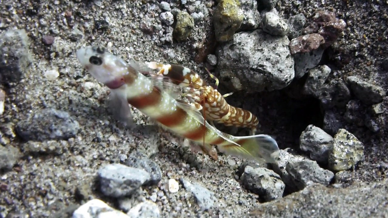 MJSUB BIO - crevette et Gobie