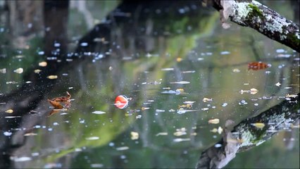 Peche de la carpe au bouchon en rivière